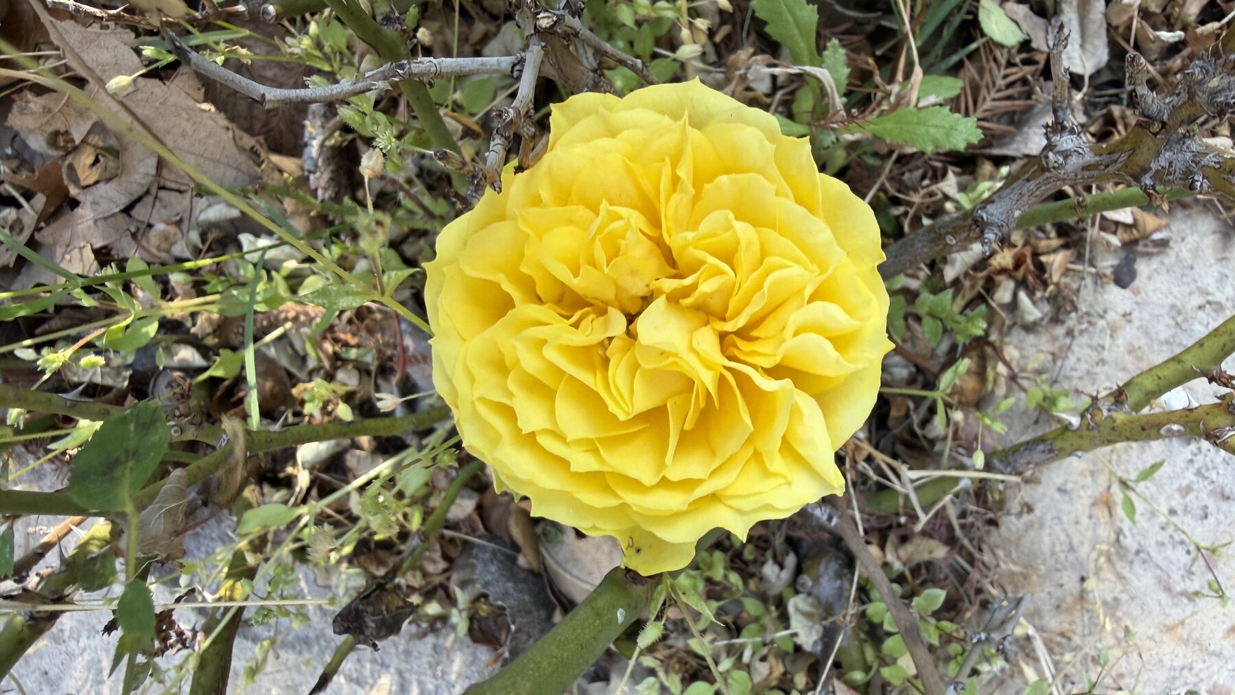 Lemon Rosette