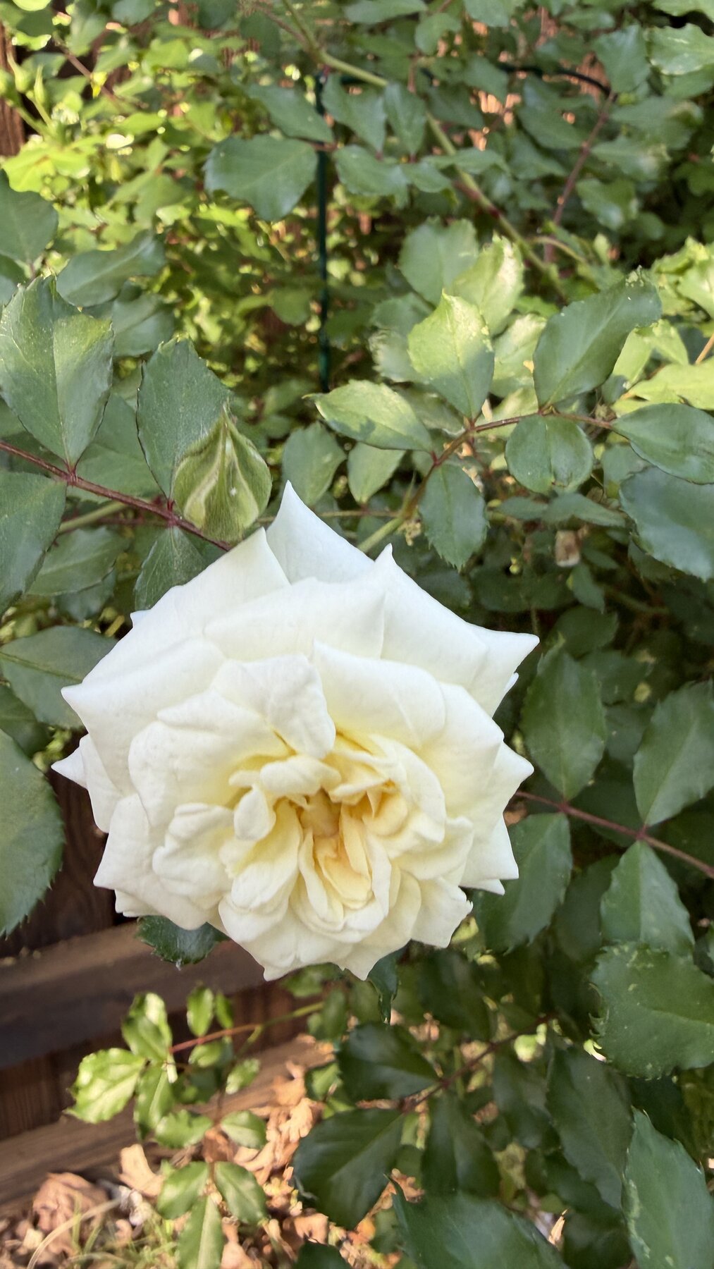 Butter Rose