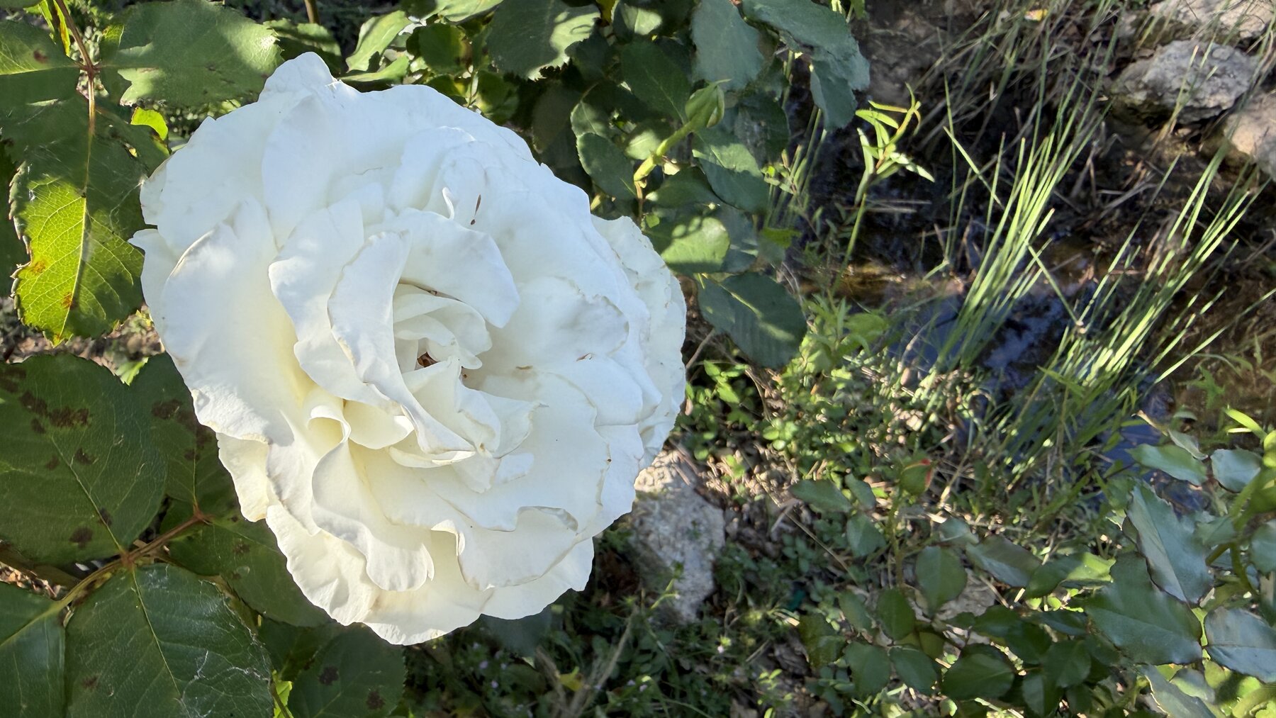 White Glory