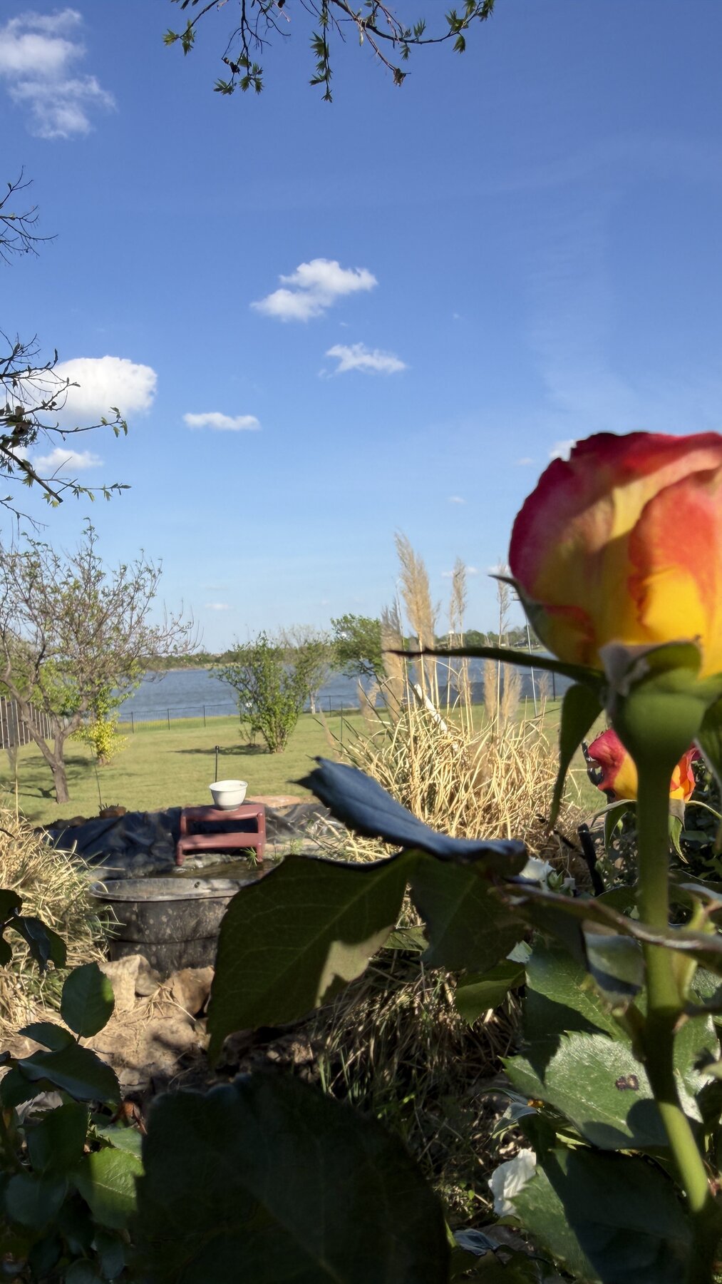 A rose by Lake Lewisville