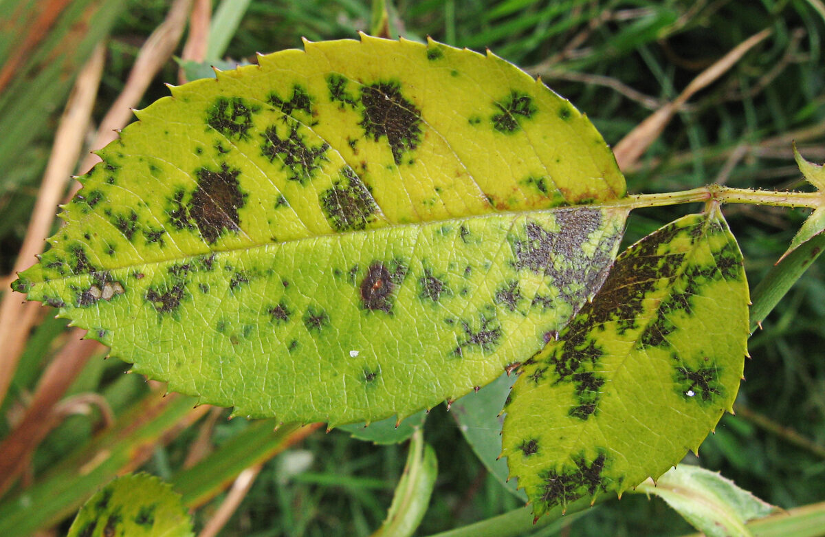 Diplocarpon rosae