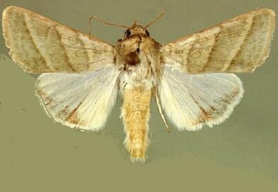 Heliothis virescens