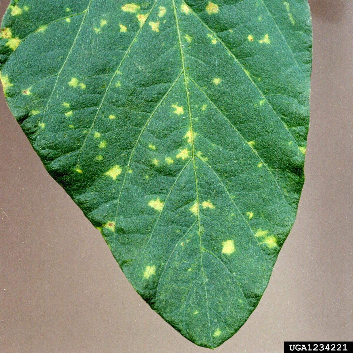 Peronospora