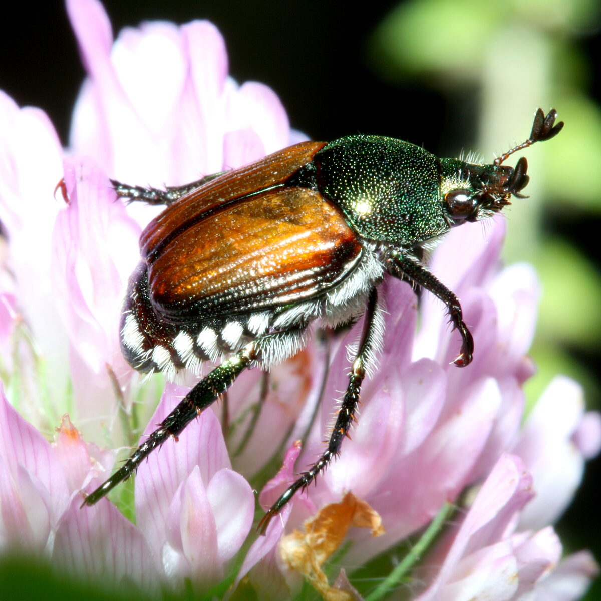 Japanese beetle