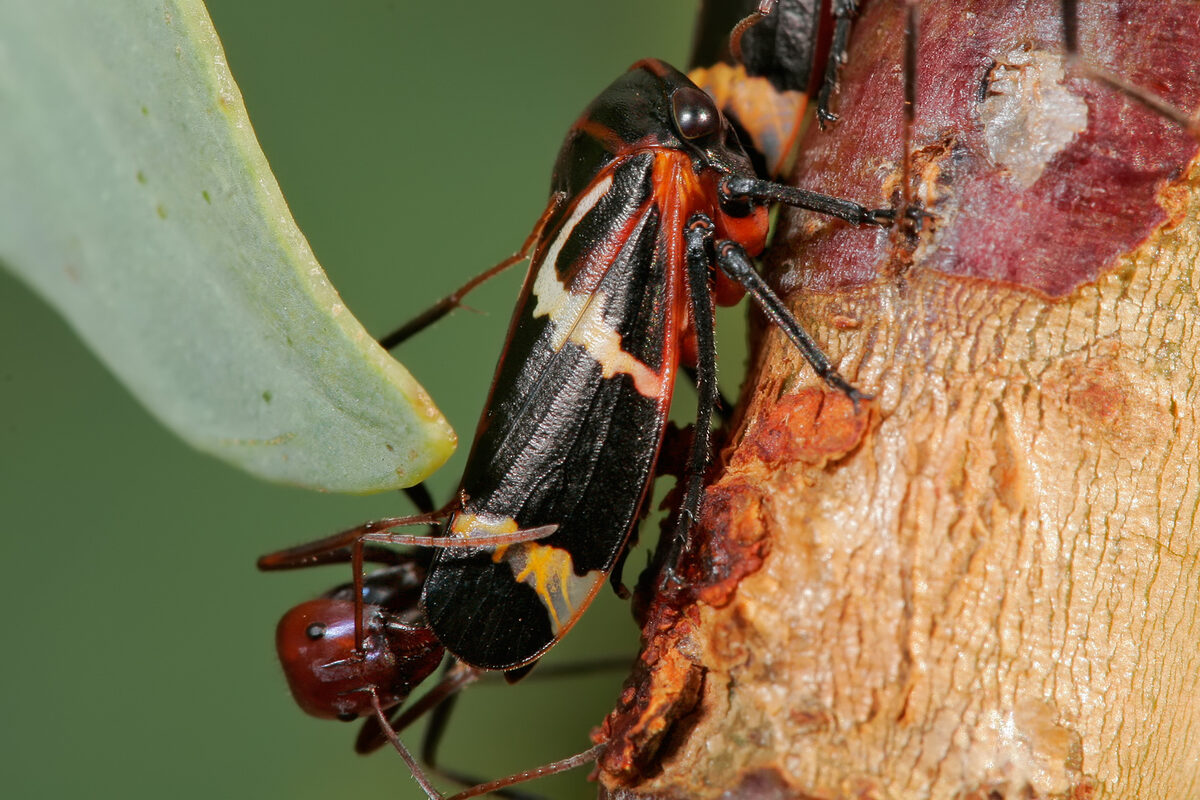Cicadellidae
