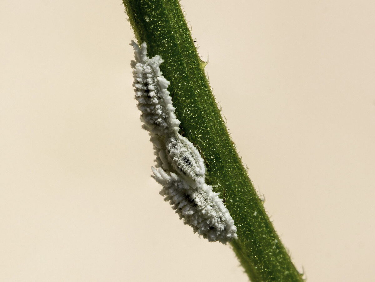 Mealybug
