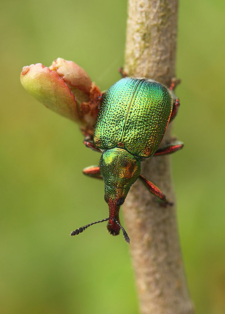 Rhynchitidae