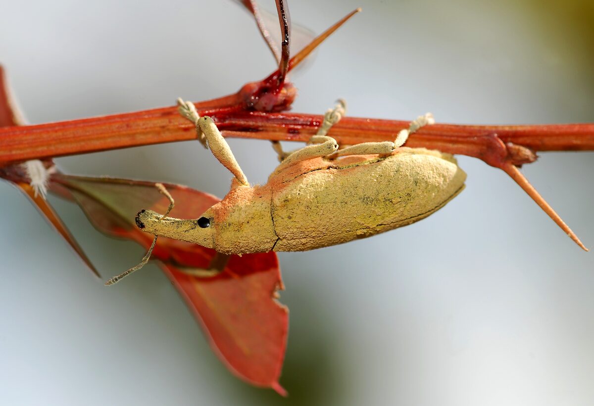 Weevil