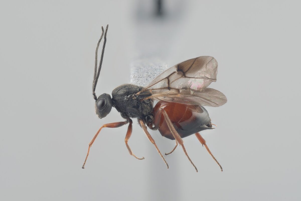 Diplolepis rosae