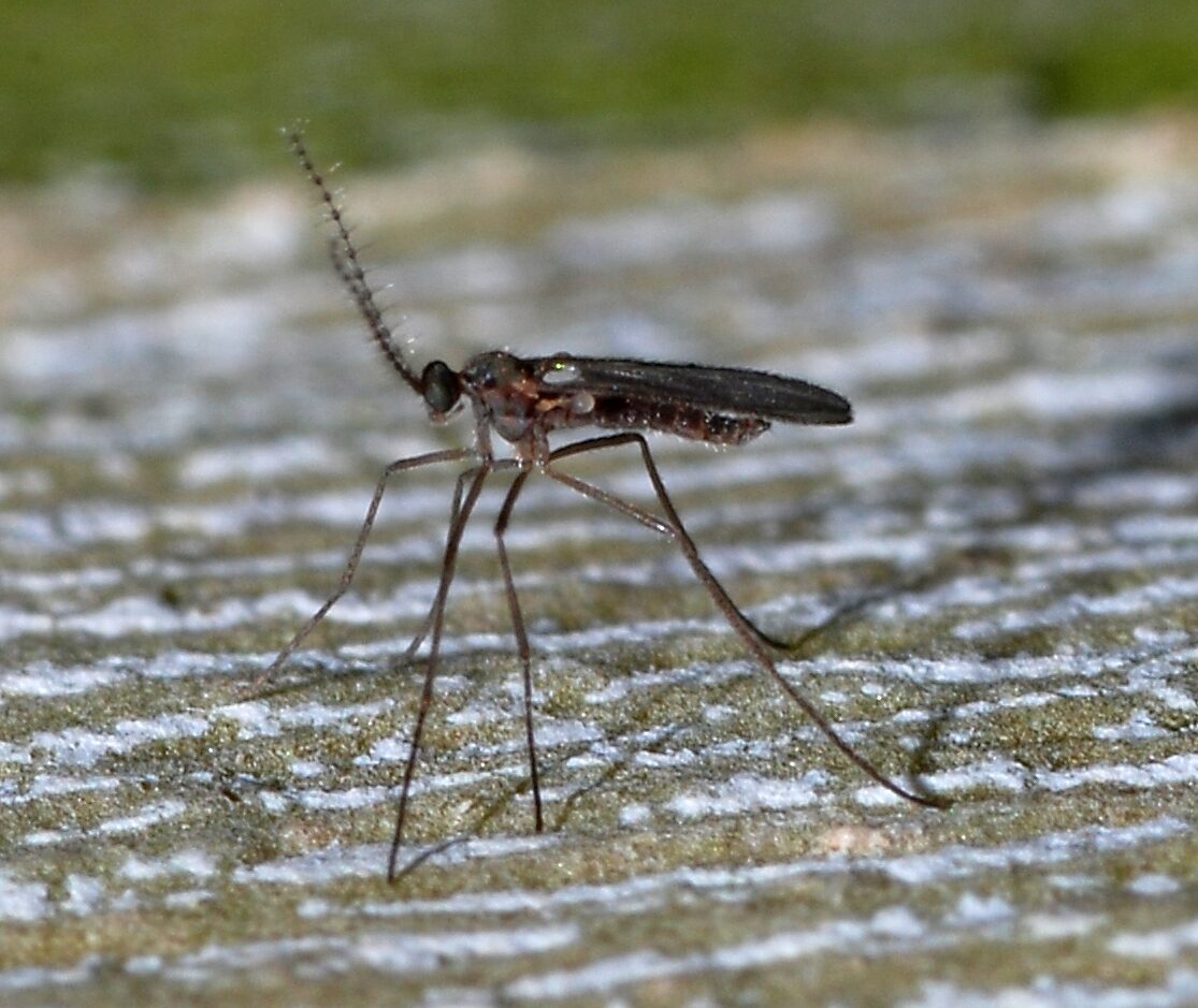 Gall midge