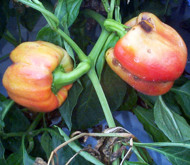 Plant virus