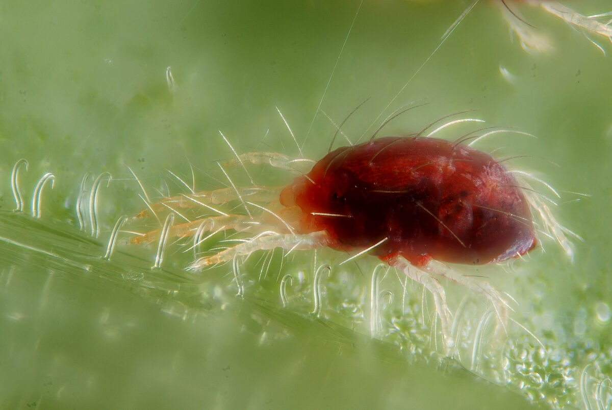 Spider mite