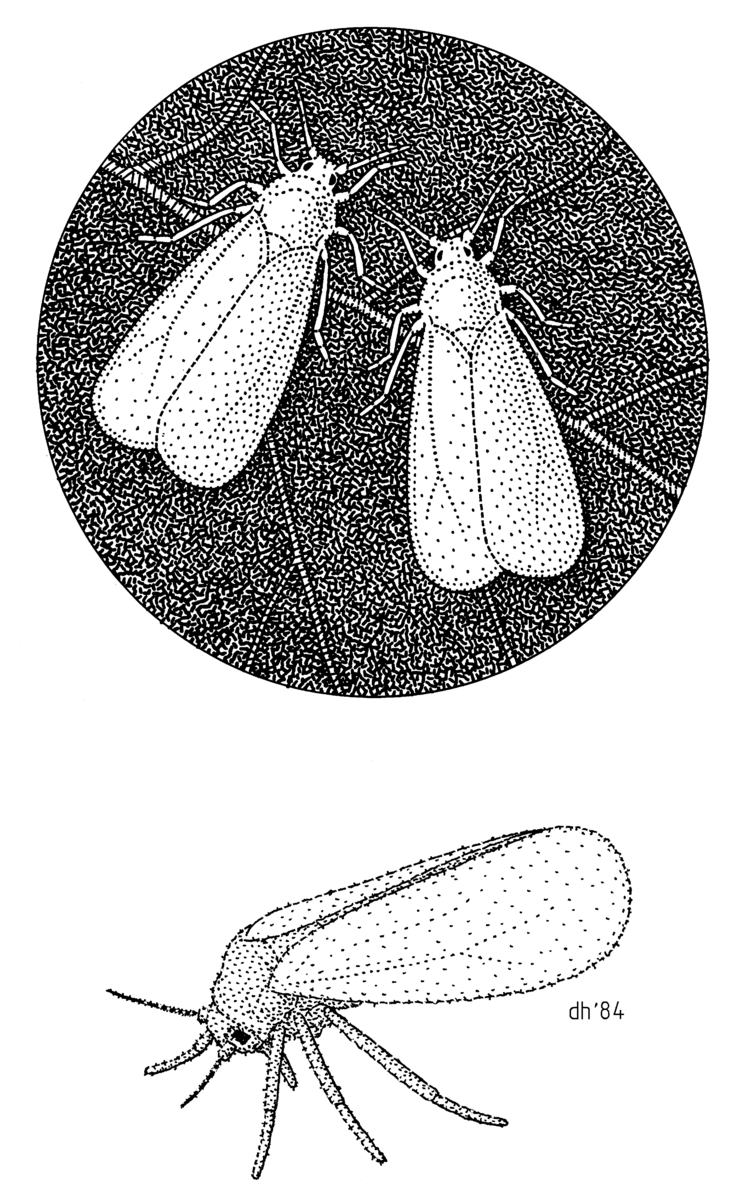 Trialeurodes vaporariorum